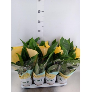 Spathiphyllum  'Diamond'