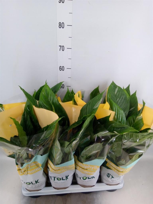 <h4>Spathiphyllum 'Diamond'</h4>