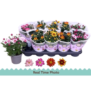 CHRYS GEM 2 KL BLOEM