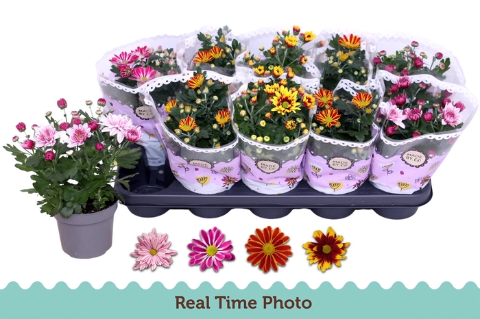 <h4>CHRYS GEM 2 KL BLOEM</h4>