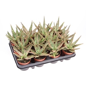 Aloe   ...