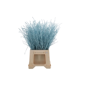 Berk ( Birch ) Light Blue