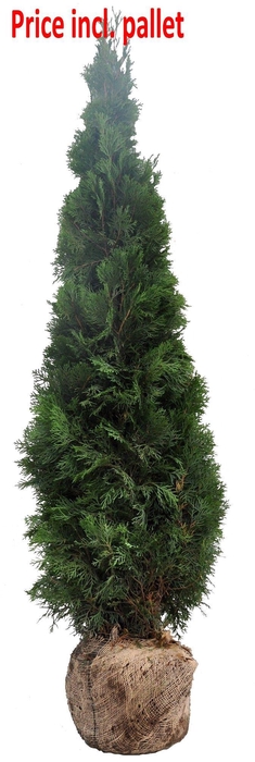 <h4>Thuja occ. Smaragd, plantmaat 160-180 cm - Rondgestoken - KLUIT</h4>