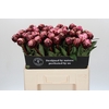 Paeonia The Fawn