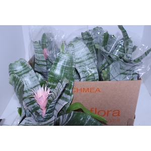AECHMEA FASCIATA P17