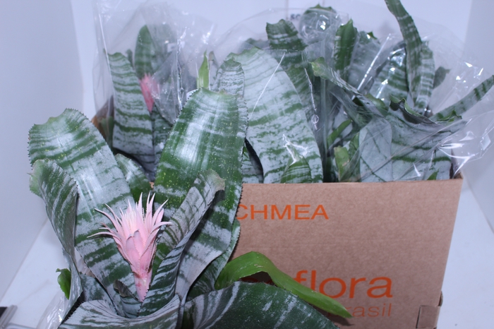 AECHMEA FASCIATA P17