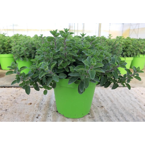 Origanum vulgare 'Compactum'