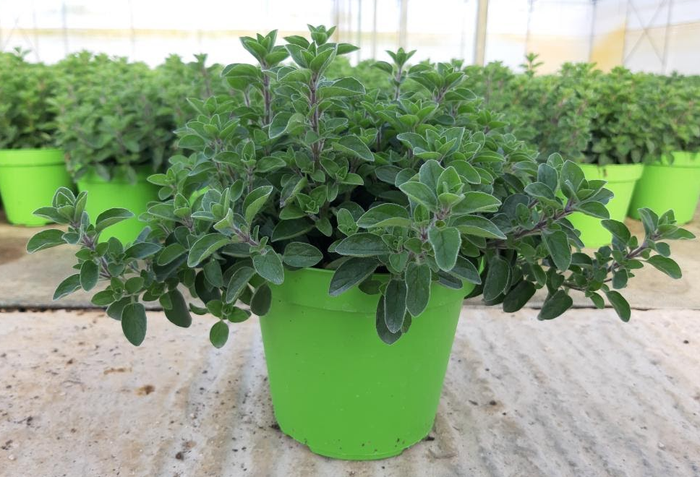 <h4>Origanum vulgare 'Compactum'</h4>
