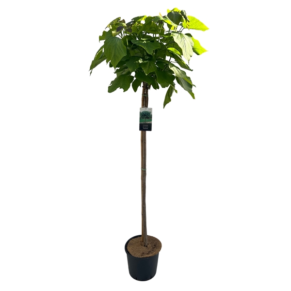 <h4>Catalpa big. 'Nana' stam 120 cm</h4>
