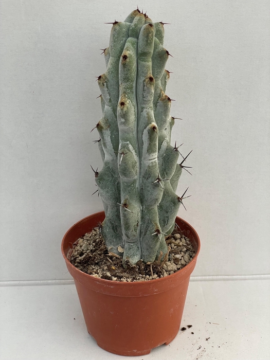 <h4>CACTUS OV</h4>