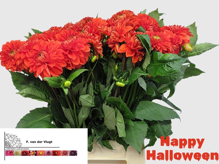 <h4>DAHL DEC H HALLOWEEN</h4>