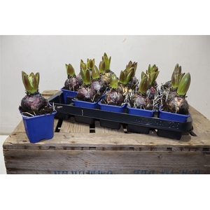 arr8 Hyacin Blue Star