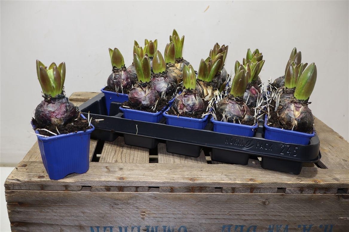 <h4>arr8 Hyacin Blue Star</h4>