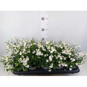 Diascia barberae