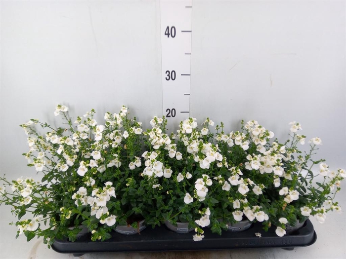 <h4>Diascia barberae</h4>