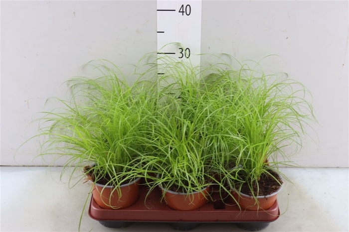 <h4>Cyperus Zumula</h4>