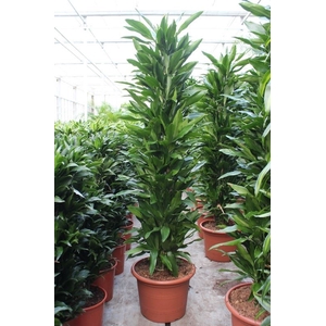 Dracaena Janet Lind