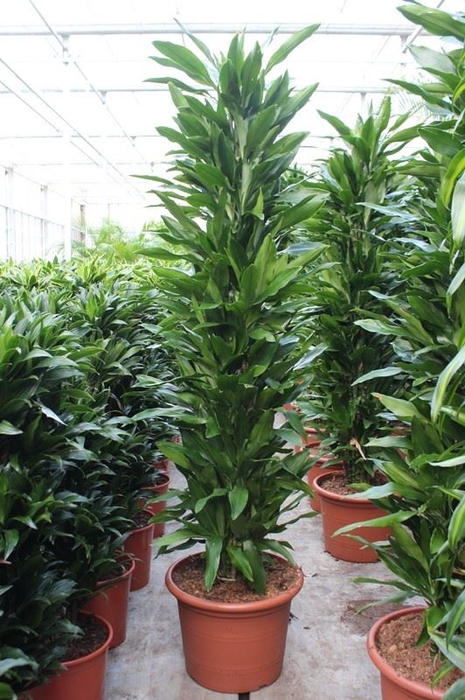 Dracaena Janet Lind