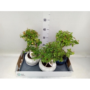Bonsai   ...mix