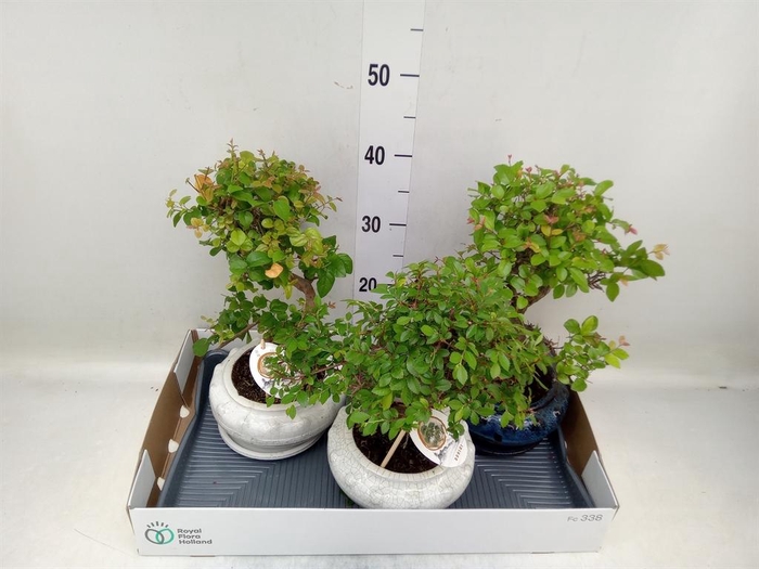 <h4>Bonsai   ...mix</h4>