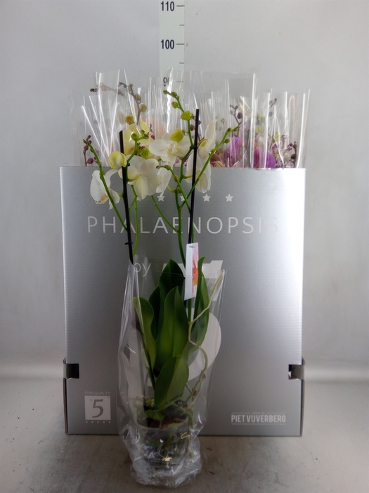 Phalaenopsis   ...mix  8