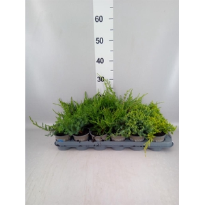 Juniperus   ...