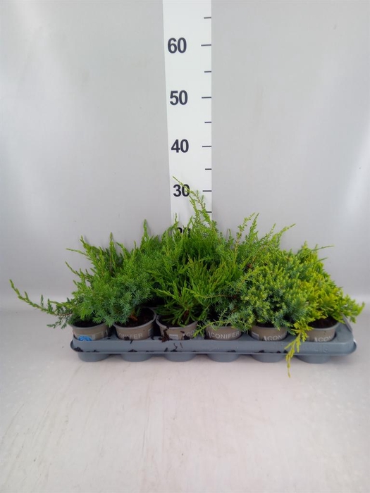 <h4>Juniperus   ...</h4>