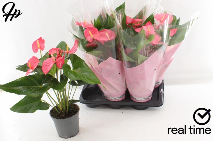 <h4>ANTHU AN MAINE</h4>