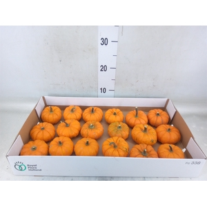 Cucurbita pepo 'Jack be Little'