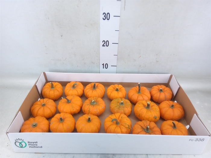 <h4>Cucurbita pepo 'Jack be Little'</h4>