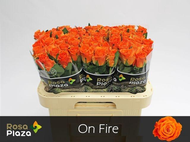 <h4>R Gr On Fire</h4>