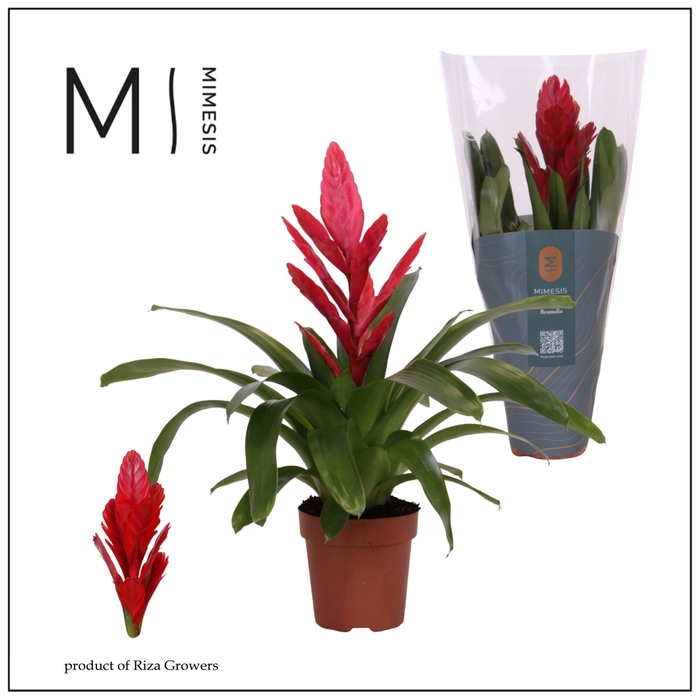 Vriesea Intenso Red