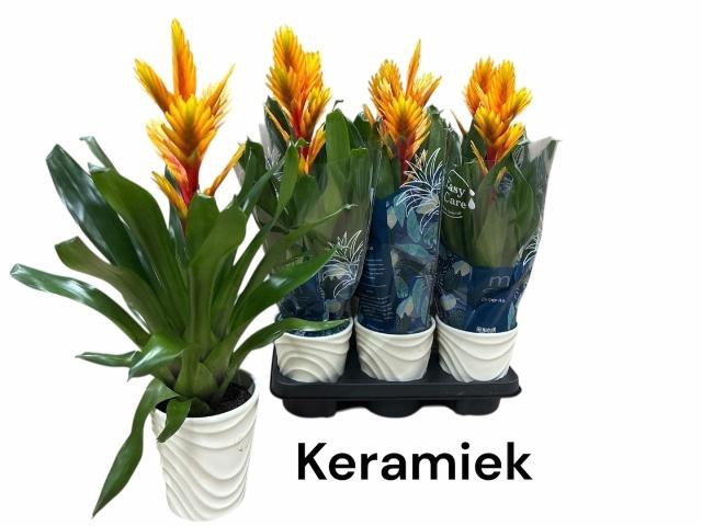 <h4>VRIES INTENSO FLAME</h4>