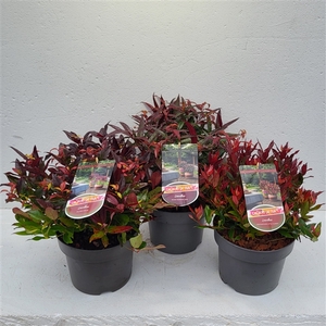 Leucothoe Mixlaag - 'Colours in Shape'