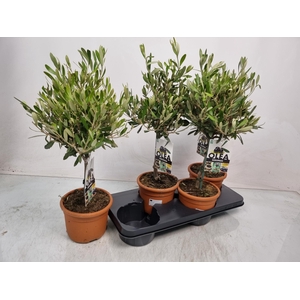 OLEA EUROPAEA