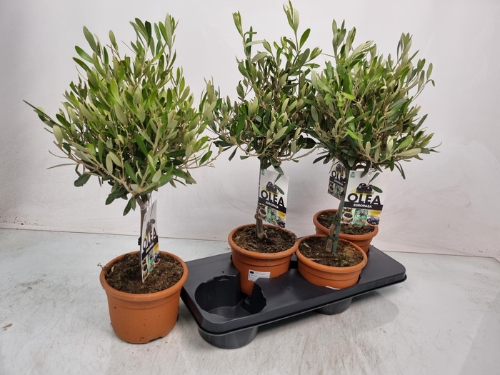 <h4>OLEA EUROPAEA</h4>