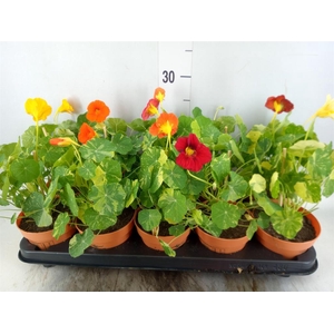 Tropaeolum majus