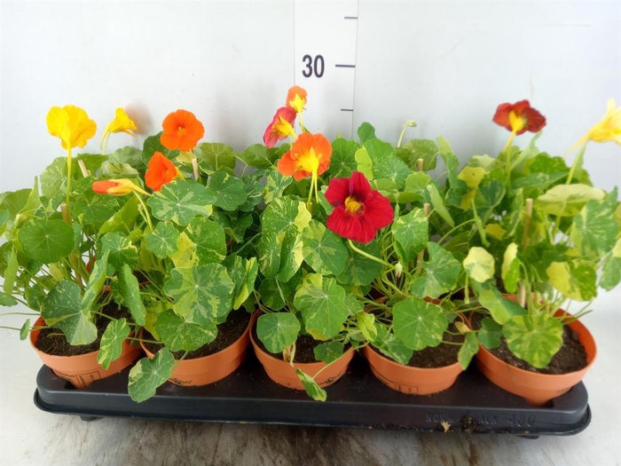 <h4>Tropaeolum majus</h4>
