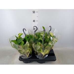 Epipremnum pinn. 'Manjula'