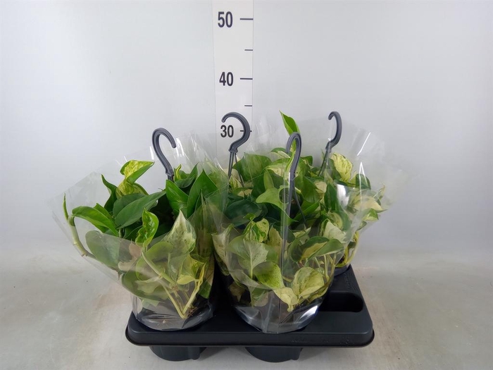 <h4>Epipremnum pinn. 'Manjula'</h4>