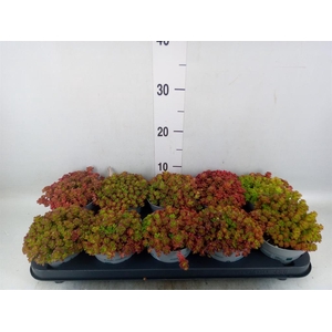 Sedum spurium 'Spot on deep Rose'