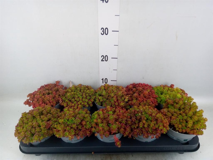 <h4>Sedum spurium 'Spot on deep Rose'</h4>
