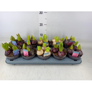Hyacinthus orie.   ...mix 3