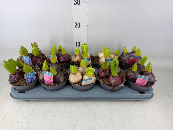 <h4>Hyacinthus orie.   ...mix 3</h4>