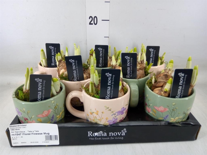 <h4>Arr.  Narcissus</h4>