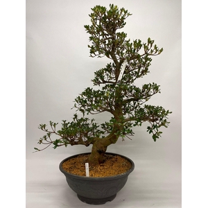 Satsuki Azalea 'A8' 45 cm (herkomst: Japan)