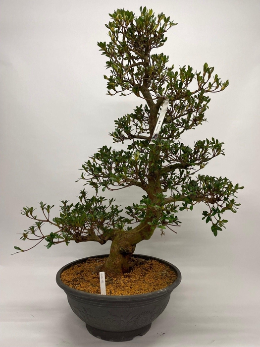 <h4>Satsuki Azalea 'A8' 45 cm (herkomst: Japan)</h4>