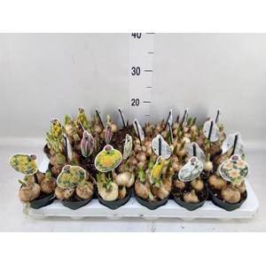 Flowerbulbs, corns or tubers   ...