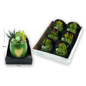 Arrangementen succulenten 6%