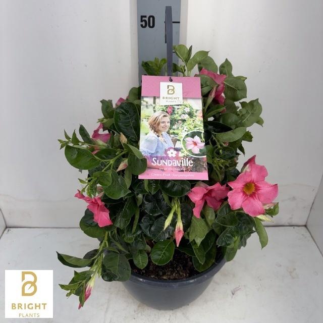 <h4>MANDE SUN CR PINK</h4>